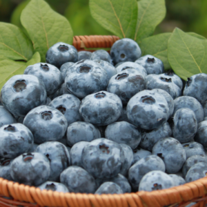 トップページ | ブルーベリー農園 森の畑